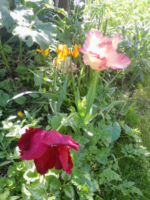 flowers